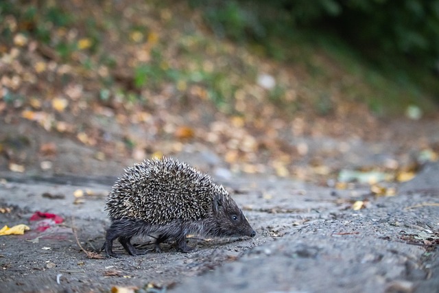 主帥毛里西 主帥毛里西